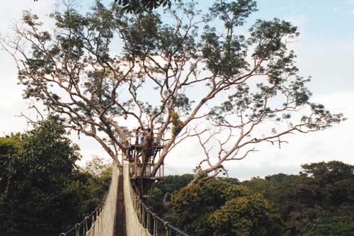 Puente colgante en las copas de los árboles