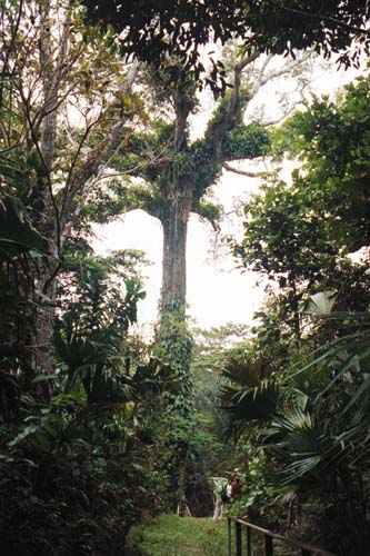 El enorme árbol de Ceiba (Lupuna)
