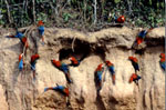Río Heath: Papageienlecke